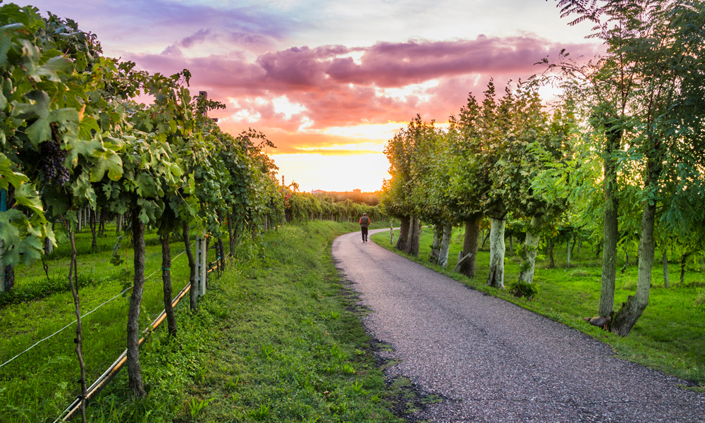 3 bardolino vigneto cantine