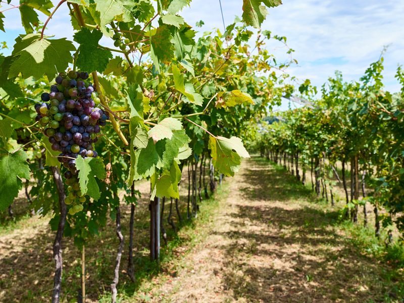 vigneti sul garda