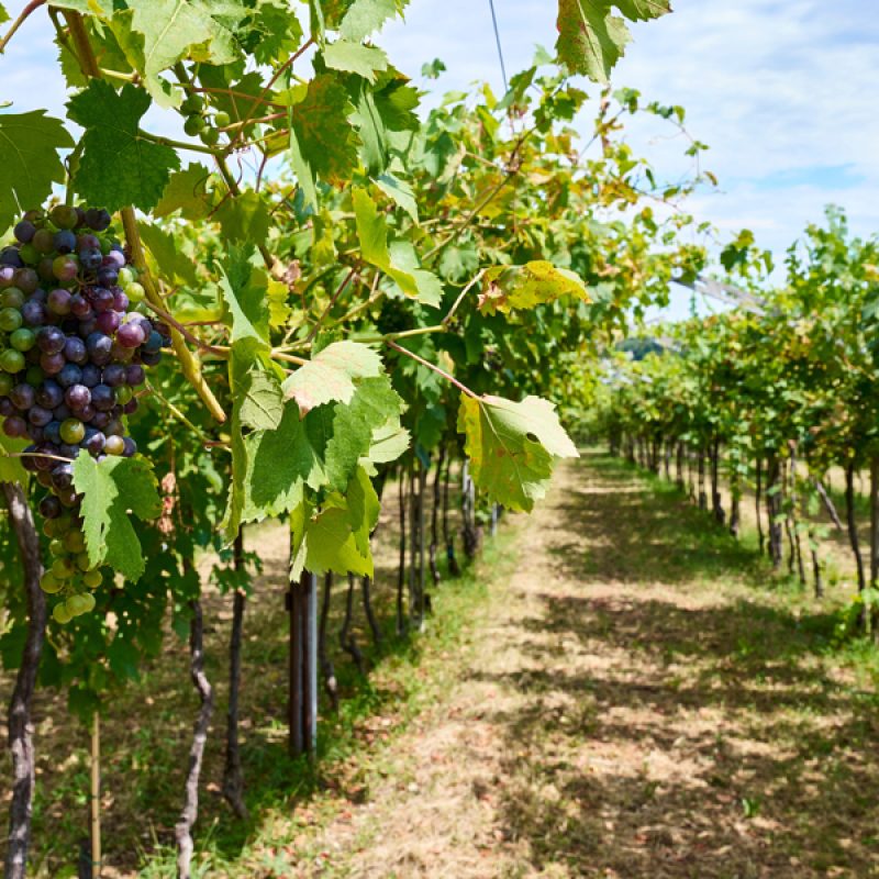 vigneti sul garda